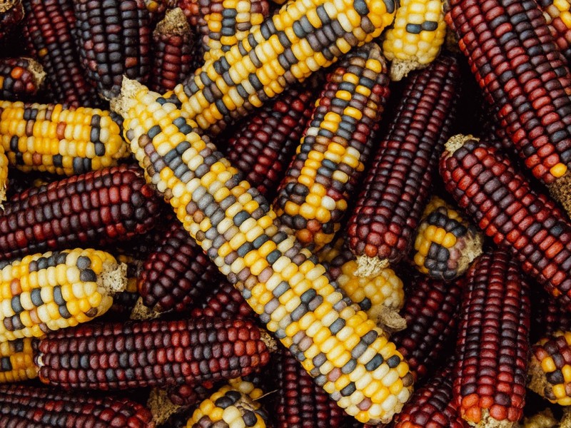 Šareni kukuruz kakav je uzgajao Josip Oleksa iz Pakraca na pakračko – lipičkom polju.