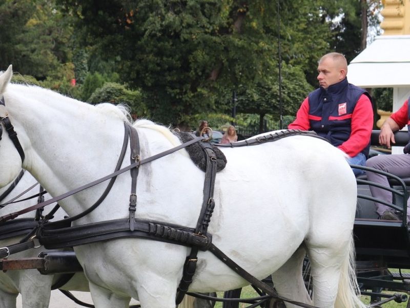 Fijaker Državne ergele Lipik / Compas.hr