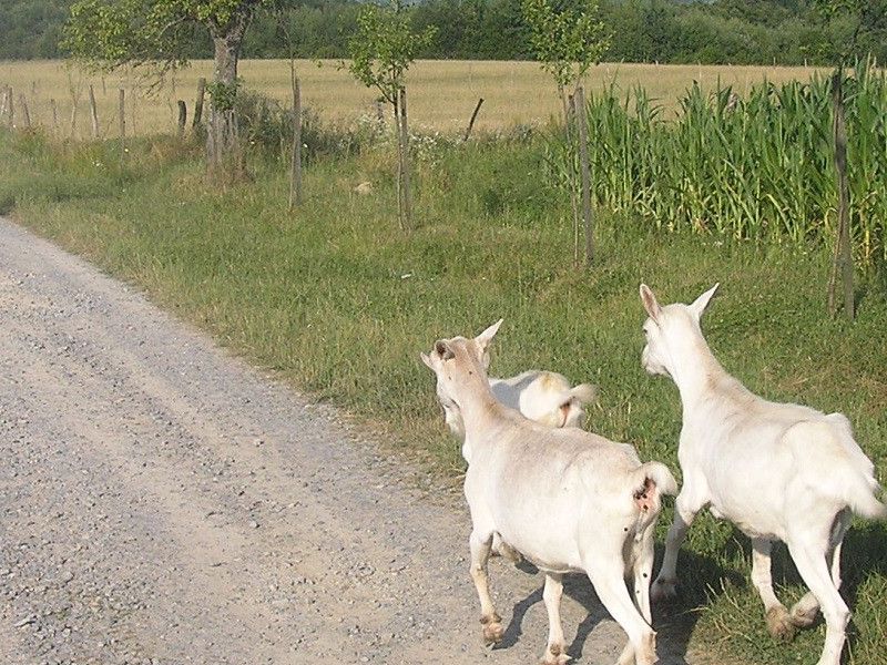 na izlasku iz Klise skupina koza priključila se povorci biciklista