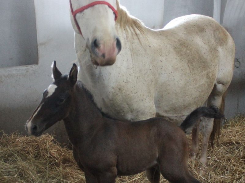 Lipicanci / Compas.hr