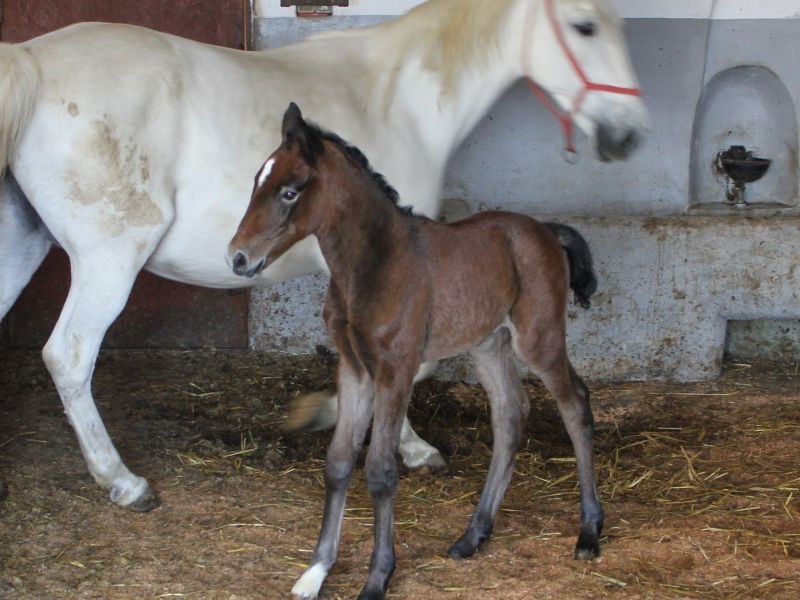 Lipicanci / Compas.hr