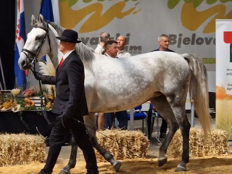 Foto: Državna ergela Lipik