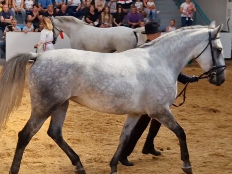 Foto: Državna ergela Lipik