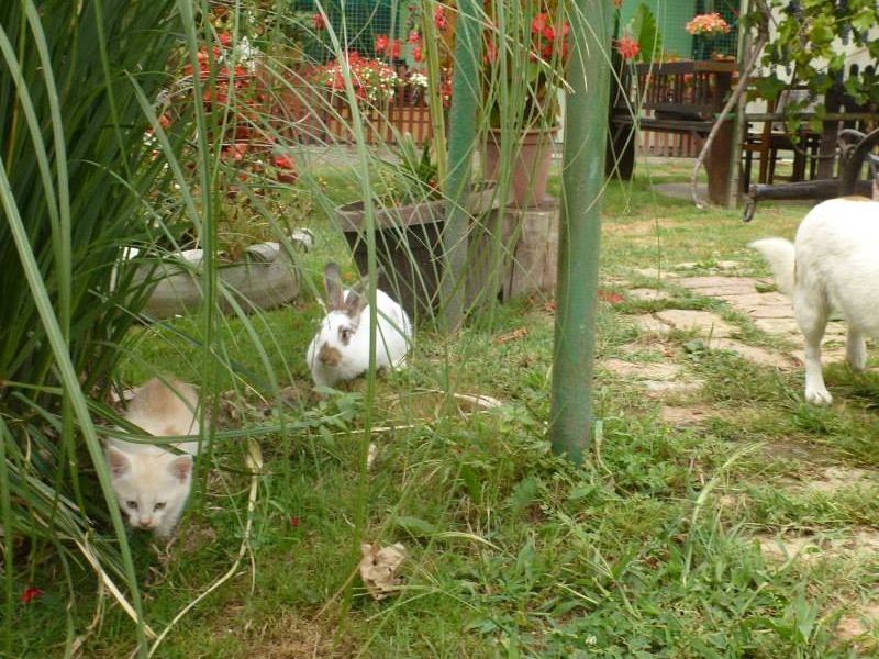 uz biljke utočište u oazi obitelji Vidović pronašli su kunić, mačka i pas