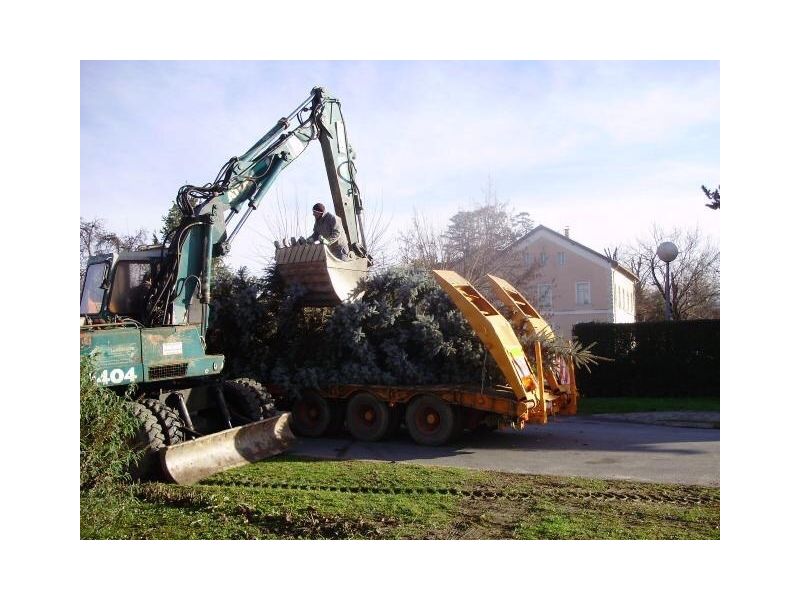 rušenje smreke (izvor FB profil Lipik usput)