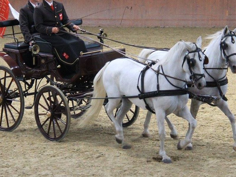 izvor fotografije: Državna ergela Đakovo i Lipik