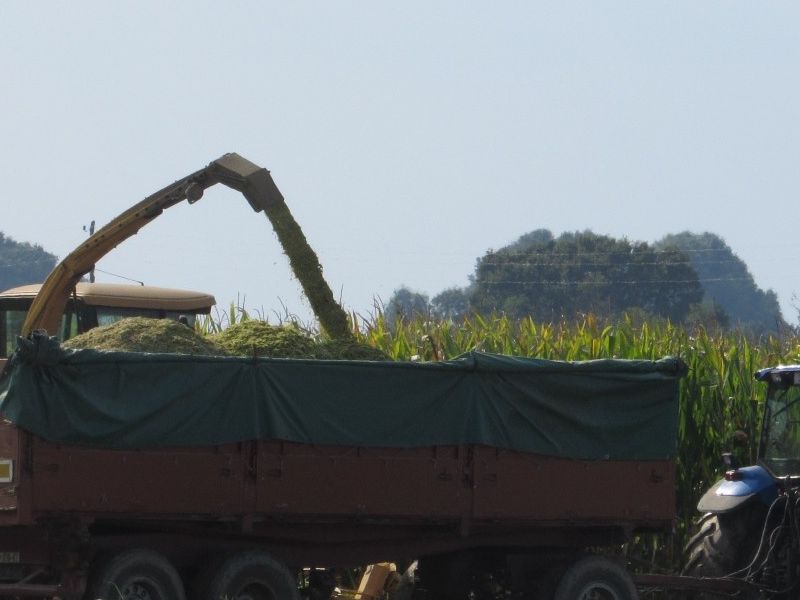 kombajniranje kukuruza za silažu u poljima oko Gaja