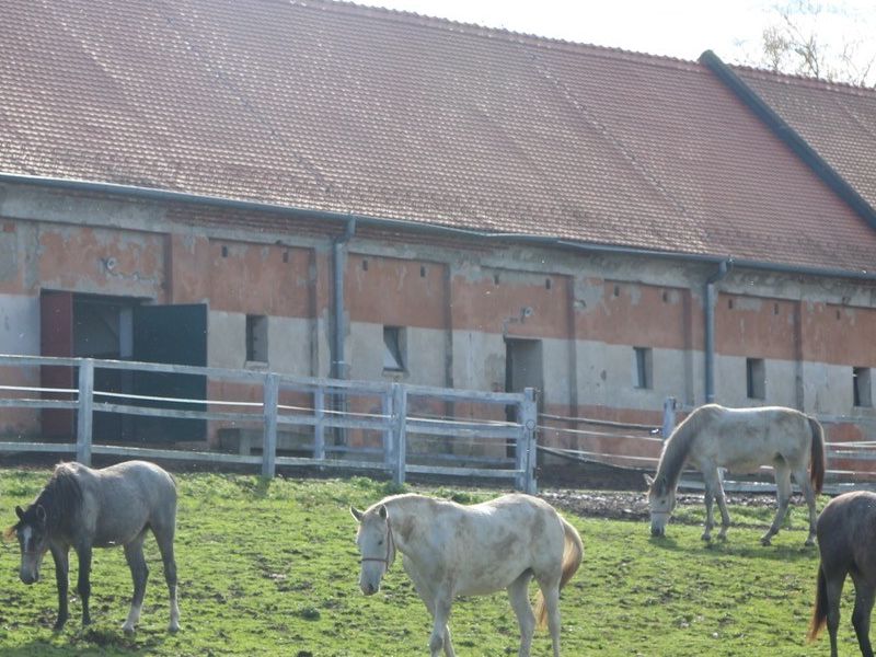 Ergela