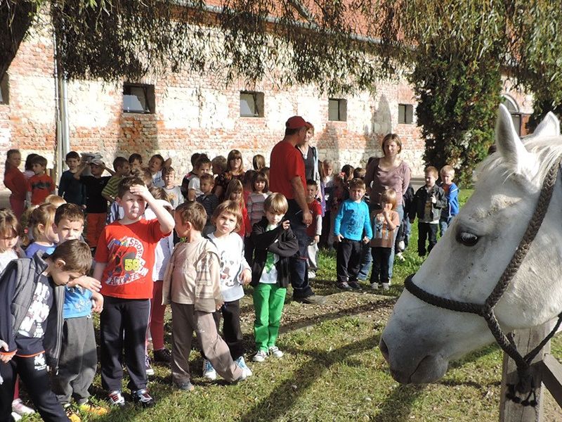 kod lipicanske ljepotice 291 Alegra I