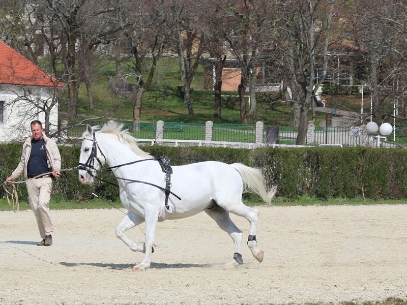 Kobilarna Lipica