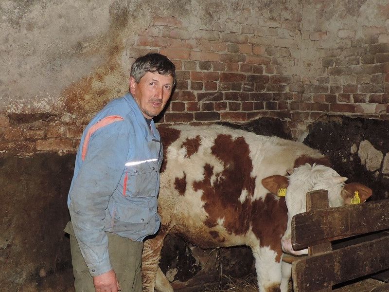 u štali pokraj junice