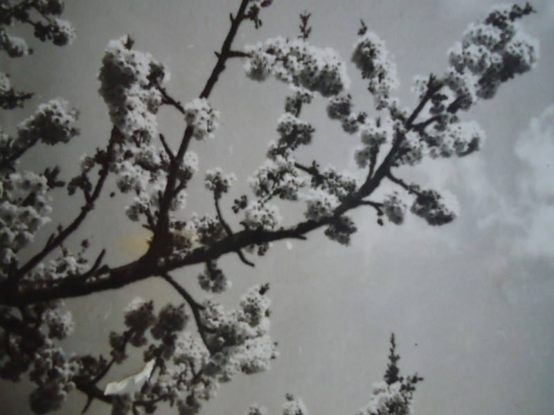 Fotografija: Nešto prije rascvale jabuke, cvala je i stara velika trešnja pored gimnazijskog prozora, ali ni ona mi nije pomogla u mom znanju njemačkog jezika. No, bila je zato prava inspiracija za ilustraciju moje „njemačke“ bilježnice, iako se to, u ono vrijeme, pokazalo kao potpuno promašena ilustracija. Na koncu, uspjeh umjetnika ne ovisi samo o njemu, već i o kritici i publici!  Snimio S. Nj. Stárek 1963. godine.