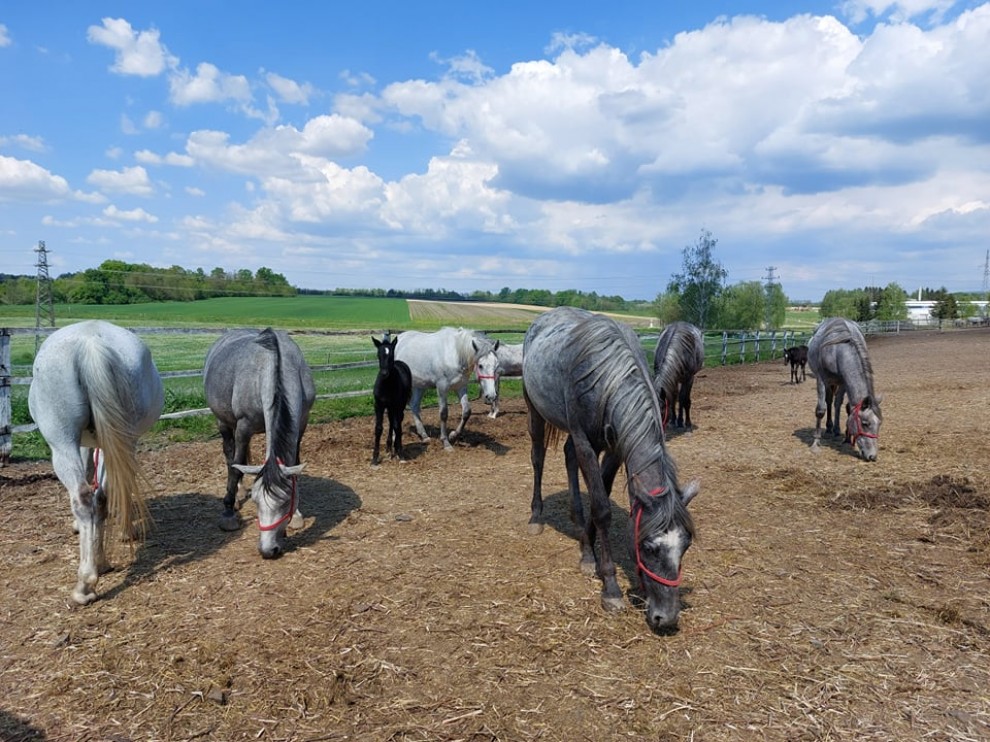 Lipicanci / Compas.hr