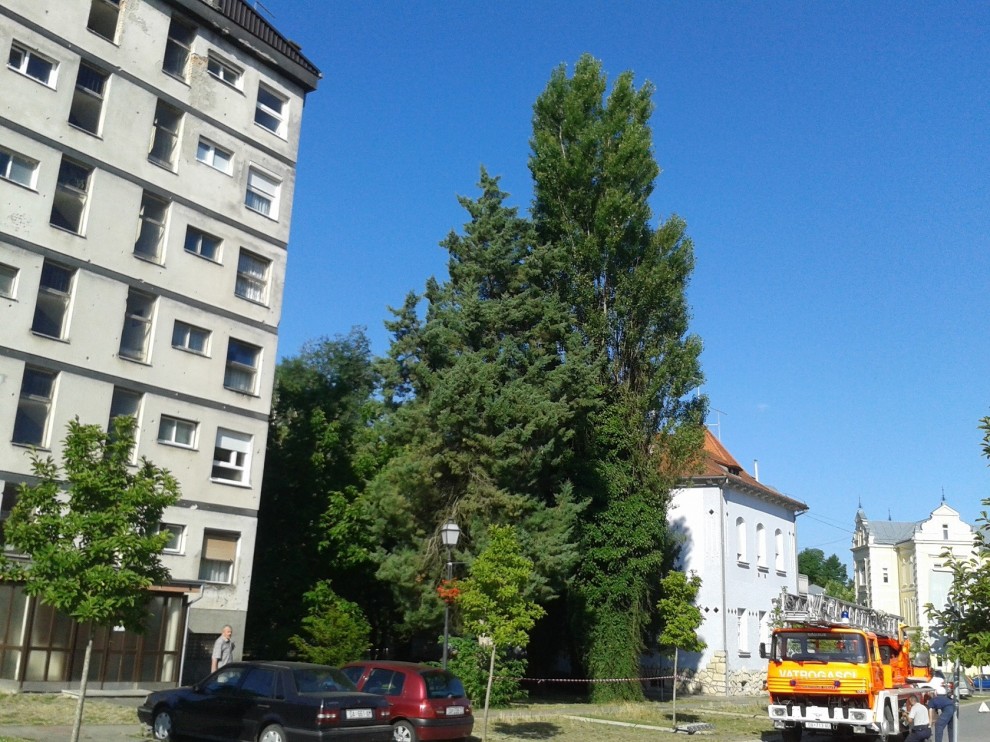 jablan prije rušenja...