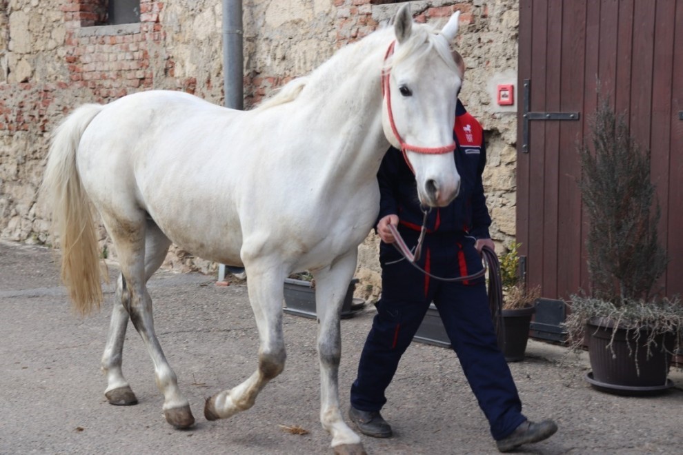 Lipicanci / Compas.hr
