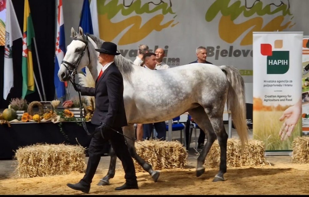 Foto: Državna ergela Lipik