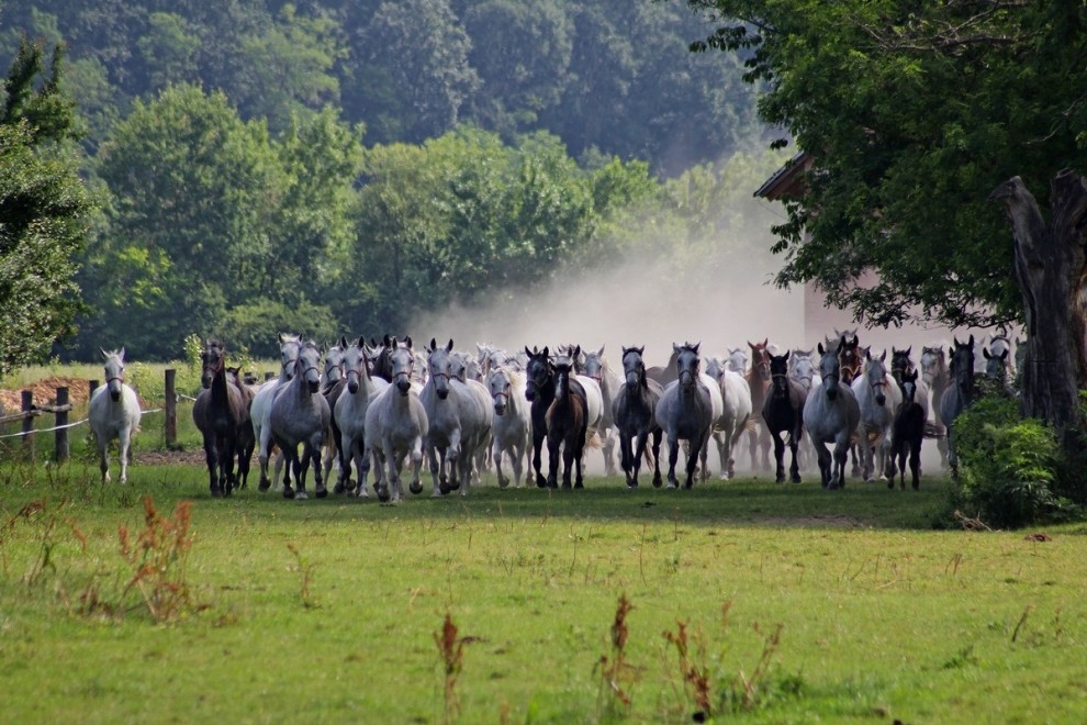 Foto: Silvija Butković